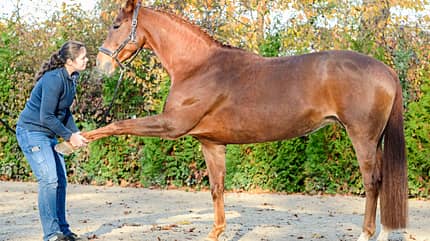 CAVALLO Dressur mit Osteo-Effekt Dressur mit Osteo-Effekt