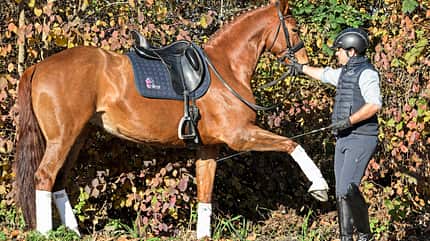 CAVALLO Dressur mit Osteo-Effekt Dressur mit Osteo-Effekt