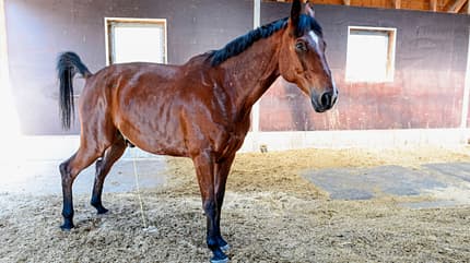 CAVALLO Medizin-Kompendium Nierenentzündung Medizin-Kompendium Nierenentzündung