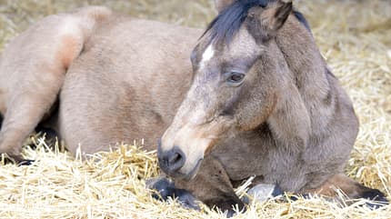 Ein Pferd ruht sich im Stroh aus. Ein Pferd ruht sich im Stroh aus.