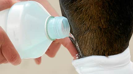 CAVALLO Angussverband anlegen Angussverband anlegen