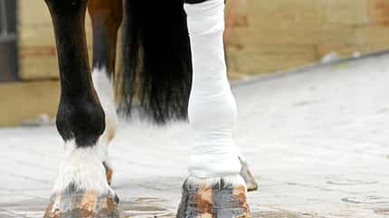 CAVALLO Angussverband anlegen Angussverband anlegen