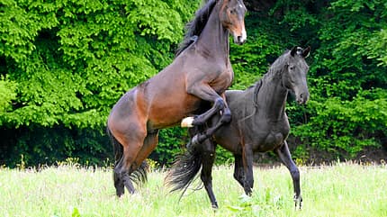 CAVALLO Angussverband anlegen Angussverband anlegen