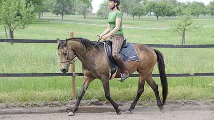 Trab, Reitplatz, Cathrin Flößer, Pandora, Dressur Pferd und Reiterin im Trab