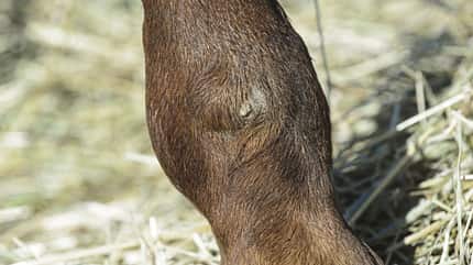 CAVALLO Von außen auf Krankheiten schließen Von außen auf Krankheiten schließen