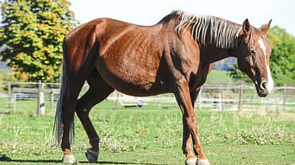 CAVALLO Von außen auf Krankheiten schließen Von außen auf Krankheiten schließen