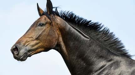 CAVALLO Von außen auf Krankheiten schließen Von außen auf Krankheiten schließen