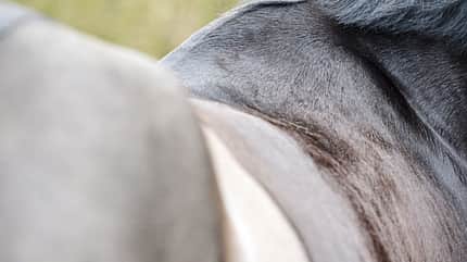 CAVALLO Von außen auf Krankheiten schließen Von außen auf Krankheiten schließen