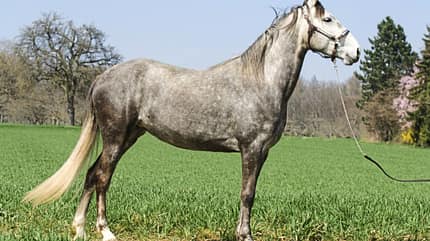 CAVALLO Von außen auf Krankheiten schließen Von außen auf Krankheiten schließen