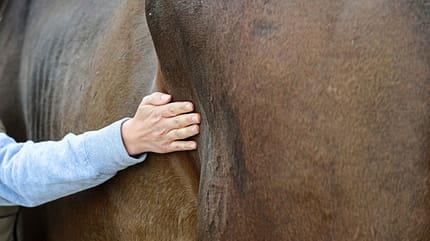 CAVALLO Von außen auf Krankheiten schließen Von außen auf Krankheiten schließen