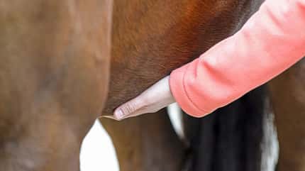 CAVALLO Von außen auf Krankheiten schließen Von außen auf Krankheiten schließen