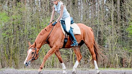 CAVALLO Routine Routine