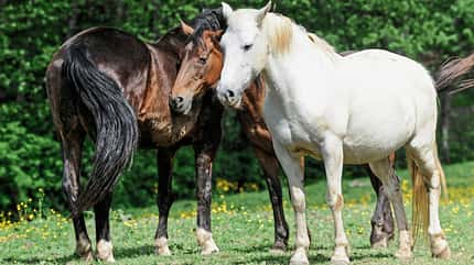 CAVALLO Routine Routine