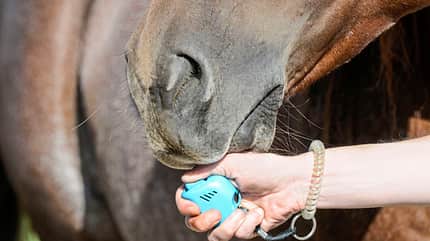 CAVALLO Routine Routine