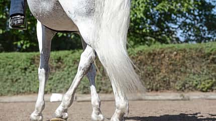 CAVALLO Routine Routine