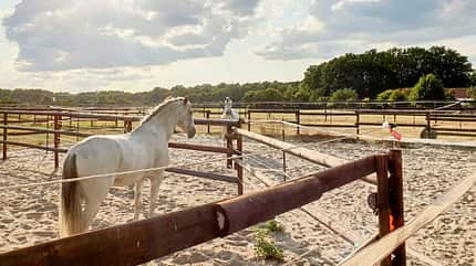CAVALLO Spanische Zwillingshengste Spanische Zwillingshengste