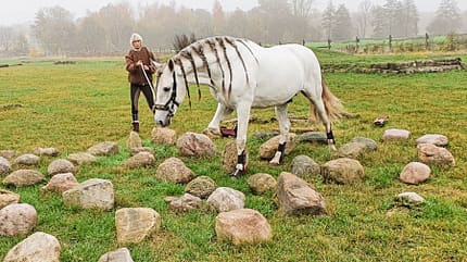 CAVALLO Spanische Zwillingshengste Spanische Zwillingshengste