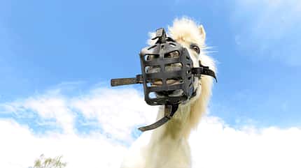 Maulkorb Ein Pony mit Fress-Bremse.