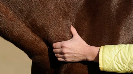 CAVALLO Was ist PSSM2? Was ist PSSM2?