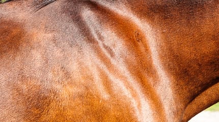 CAVALLO Was ist PSSM2? Was ist PSSM2?