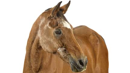 CAVALLO Mineralfutter Mineralfutter