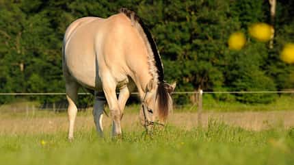 CAVALLO Boden-Check für die Koppel Boden-Check für die Koppel