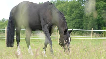 CAVALLO Boden-Check für die Koppel Boden-Check für die Koppel