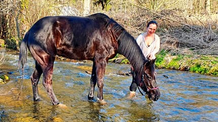CAVALLO Mein erstes Dressurpferd Mein erstes Dressurpferd
