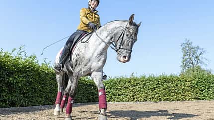 CAVALLO Mental Coach Mental Coach