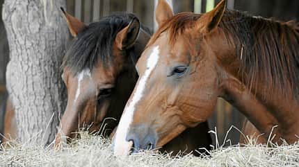 CAVALLO Harmonie im Offenstall Harmonie im Offenstall