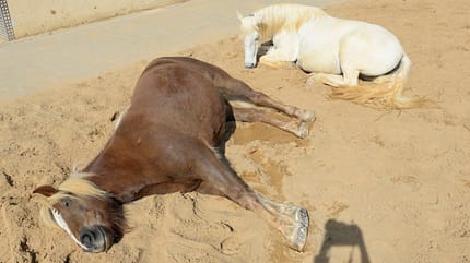 CAVALLO Harmonie im Offenstall Harmonie im Offenstall
