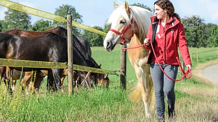 CAVALLO Harmonie im Offenstall Harmonie im Offenstall
