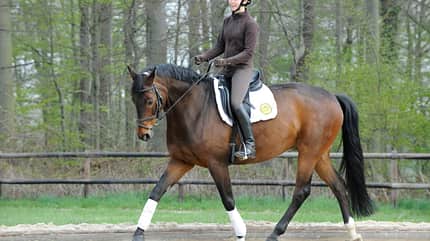 CAVALLO Harmonie im Offenstall Harmonie im Offenstall