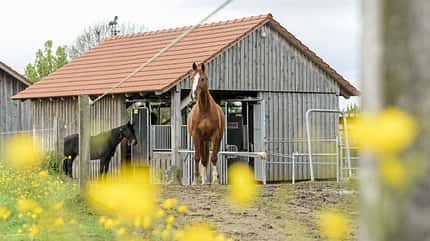 CAVALLO Stall-Check Stall-Check