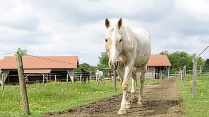 CAVALLO Stall-Check Stall-Check