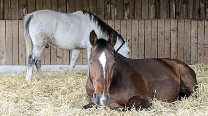 CAVALLO Stall-Check Stall-Check