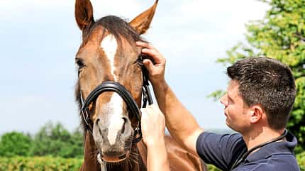 CAVALLO Medizinkompendium Bindehautentzündung Medizinkompendium Bindehautentzündung