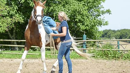 CAVALLO Reizüberflutung Reizüberflutung