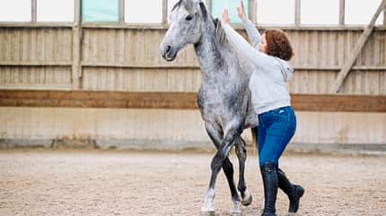 CAVALLO Seitwärtshilfen Seitwärtshilfen