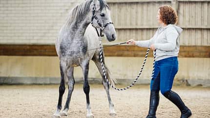 CAVALLO Seitwärtshilfen Seitwärtshilfen