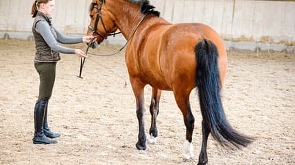 CAVALLO Seitwärtshilfen Seitwärtshilfen