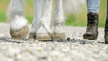 CAVALLO Zu Fuß unterwegs mit Pferd Zu Fuß unterwegs mit Pferd