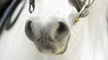 CAVALLO Zu Fuß unterwegs mit Pferd Zu Fuß unterwegs mit Pferd