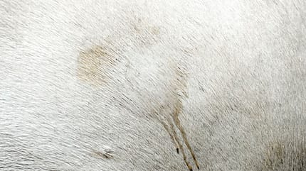 CAVALLO Trockenshampoos im Tests Trockenshampoos im Tests