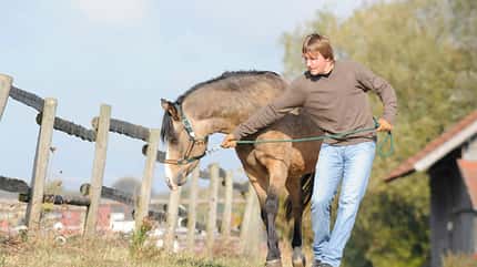 CAVALLO Paragraphenreiter Paragraphenreiter