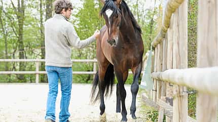 CAVALLO Freigeister Freigeister