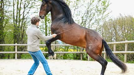 CAVALLO Freigeister Freigeister