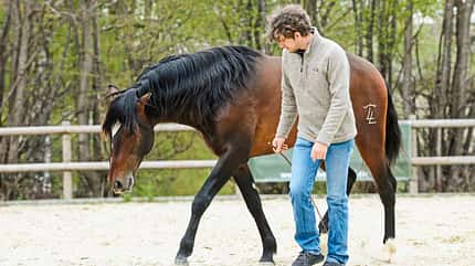 CAVALLO Freigeister Freigeister
