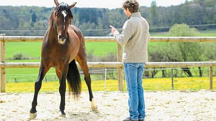 CAVALLO Freigeister Freigeister
