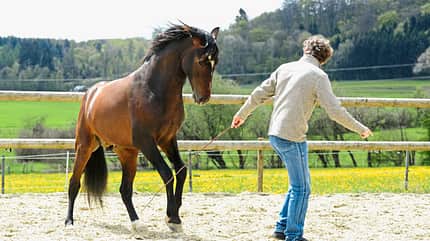 CAVALLO Freigeister Freigeister
